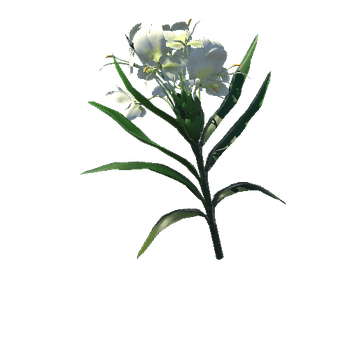 Hedychium_coronarium_Koenig_Flower White
